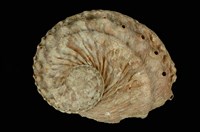 藏品(旋梯鮑螺)的圖片